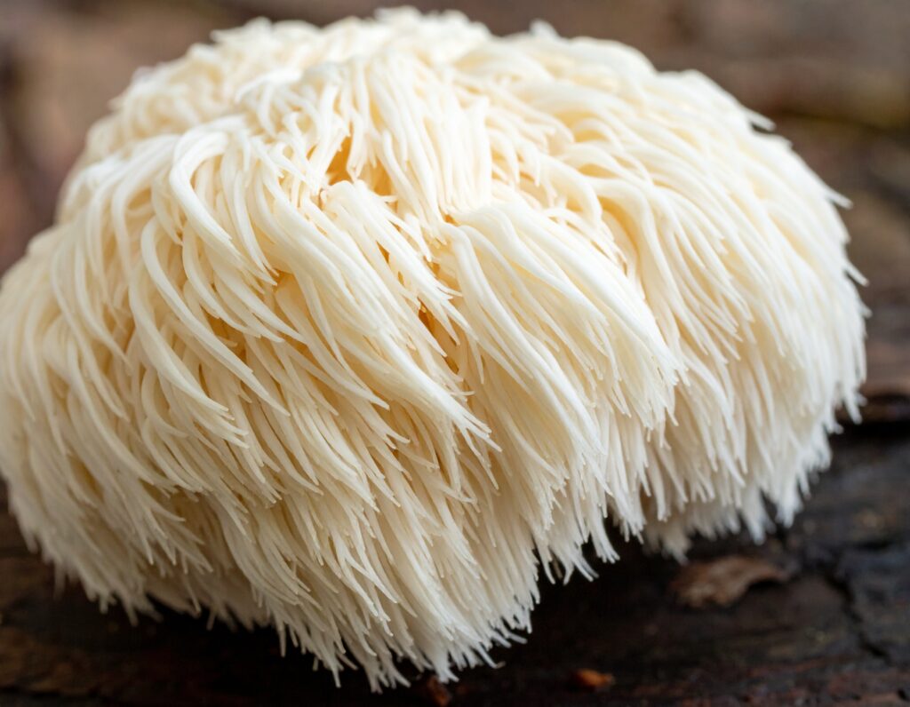 Firefly Create An Image Of The Mushroom Lions Mane 132214 1024x796